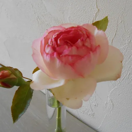 Bed & Breakfast La Maison Du Bourg Proche St Emilion Puisseguin