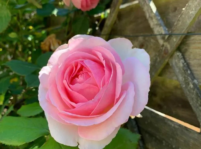 La Maison Du Bourg Proche St Emilion Bed & Breakfast